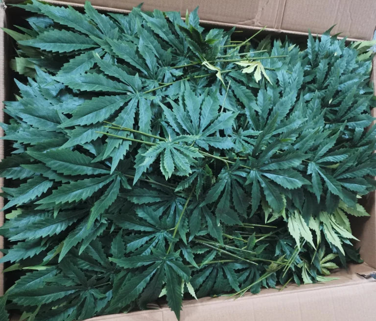 Faxu Marijuana Plants Fake Hemp Plant for Home Decor
