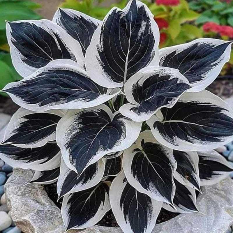 Bulb Flowers Shape Decorative Shade Landscapes with Smooth Leaf Texture Appeal