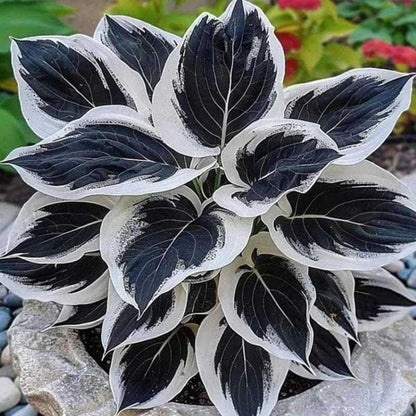 Bulb Flowers Shape Decorative Shade Landscapes with Smooth Leaf Texture Appeal