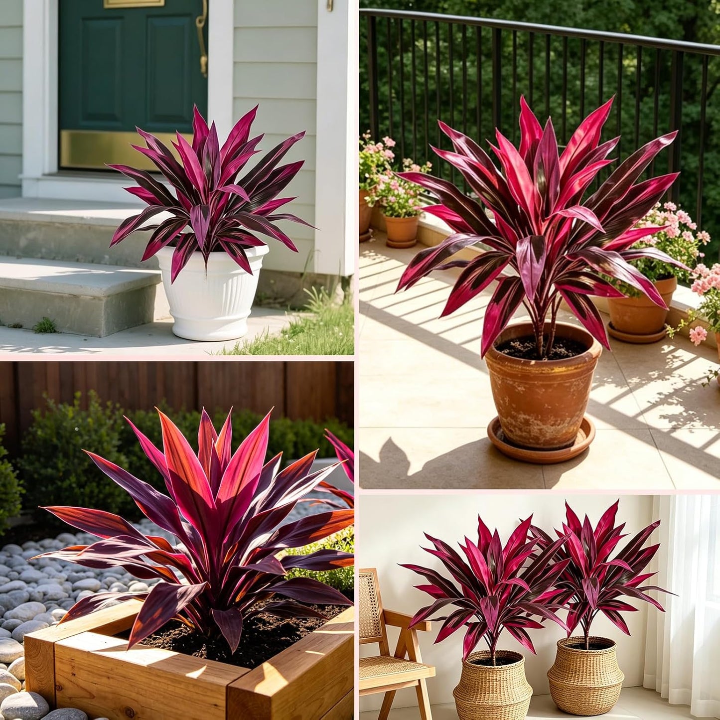 Large Realistic Artificial Boston Fern & Dragon's Blood Tree Artificial Turf UV Resistant Red Cordyline Ti Plants Red/Pink Vibrant Purple Leaves